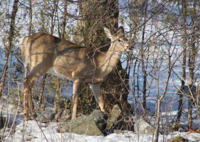 Wildlife image shows pic of deer in winter in the woods close to Murphy's Retreat